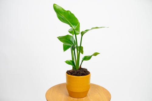 pachira zimmerpflanze Pachira Aquatica (Glückskastanie) kaufen? main image 0