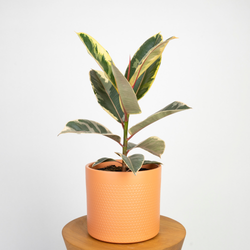 Ficus elastica Tineke (figowiec sprężysty) o wariegowanych liściach