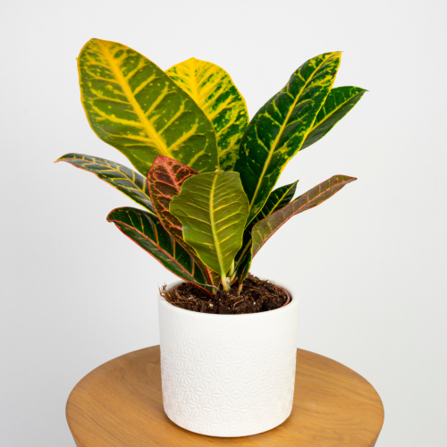 Kroton Petra (Codiaeum variegatum) o wielobarwnych liściach