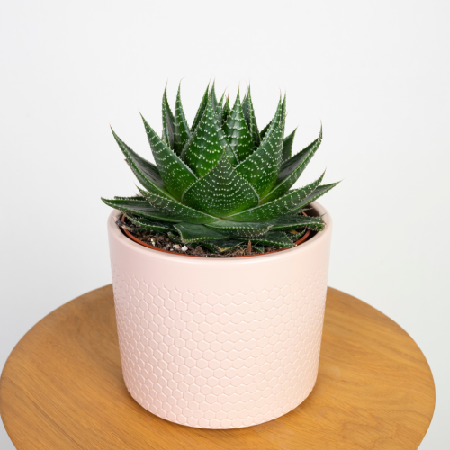 Aloes Cosmo (Aloe aristata Green Pearl) o zwartej rozecie liści