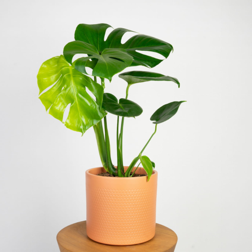 Monstera deliciosa (monstera dziurawa) z dużymi, dziurkowanymi liśćmi w doniczce