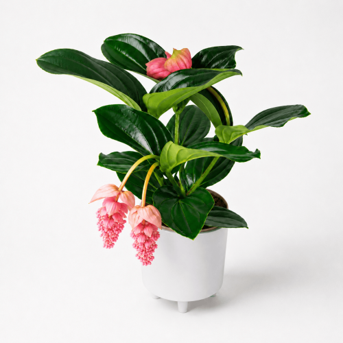 Medinilla wspaniała (Medinilla magnifica) z różowymi zwisającymi kwiatostanami i dużymi błyszczącymi liśćmi