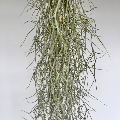 Zbliżenie pędów oplątwy brodaczkowatej (Tillandsia usneoides): omszone, srebrzystoszare nitki