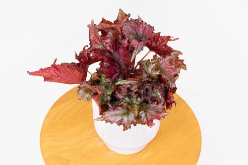 Begonia rex 'Red' z góry: gęsta rozeta asymetrycznych, ząbkowanych liści