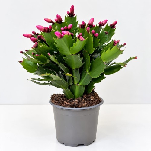 Grudnik (Schlumbergera) w doniczce produkcyjnej: krzaczasty pokrój i ząbkowane człony pędów