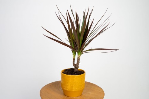 Dracena Magenta (Dracaena marginata) o smukłym pniu i wąskich liściach z czerwonym obrzeżeniem
