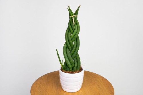 cactus nutrients Cactus & Succulent Soil main image 0