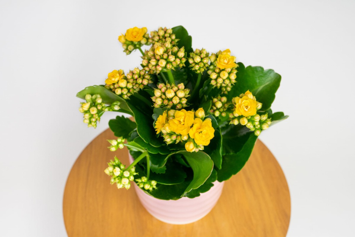 Kalanchoe-Blossfelda-żółta-02.jpg