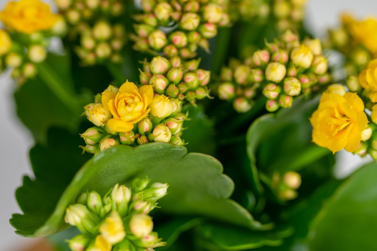 Kalanchoe-Blossfelda-żółta-04.jpg