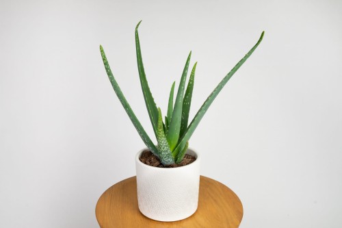 shampoo aloe vera organic Aloe Vera Shampoo – Bon Organics main image 0