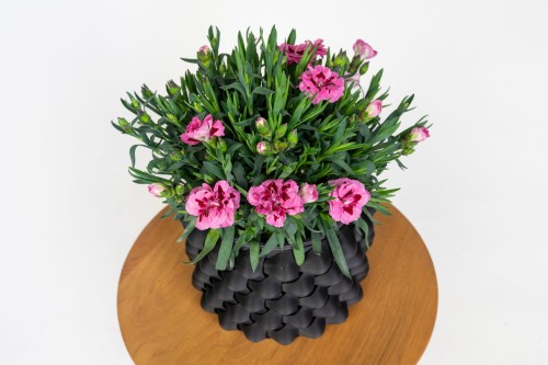 Goździk ogrodowy (Dianthus caryophyllus) – kwitnąca roślina doniczkowa do domu, ogrodu i na balkon
