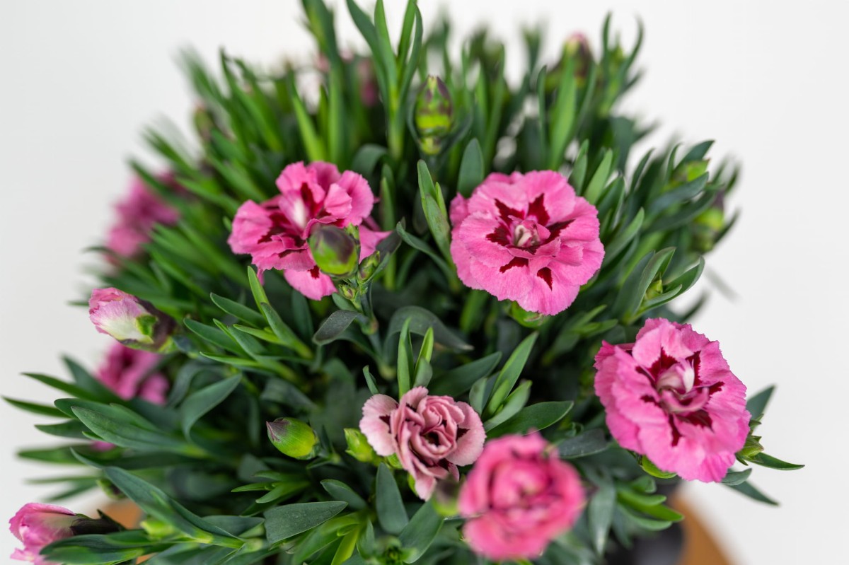 dianthus-caryophyllus-zblizenie-kwiatow-gozdzik-wieloletni-do-ogrodu.jpg
