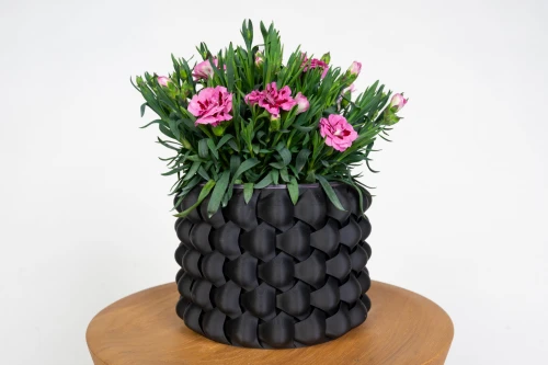 Goździk ogrodowy (Dianthus caryophyllus) – kwitnąca roślina doniczkowa do domu, ogrodu i na balkon