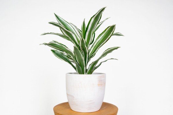 Kwiaty Dracena - Rne Odmiany | 100% Dobra Cena - Zielona Flora