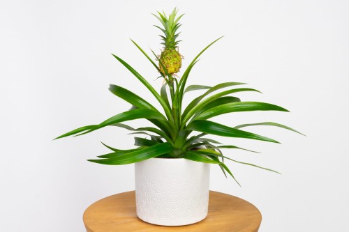 Ananas 'Mi Amigo' - ozdobna roślina ananasowata z owocem w doniczce produkcyjnej
