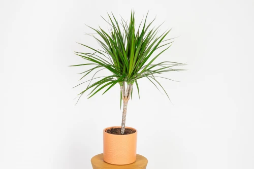 Dracena marginata (dracena obrzeżona) o smukłym pniu i wąskich liściach z czerwono-bordowym brzegiem