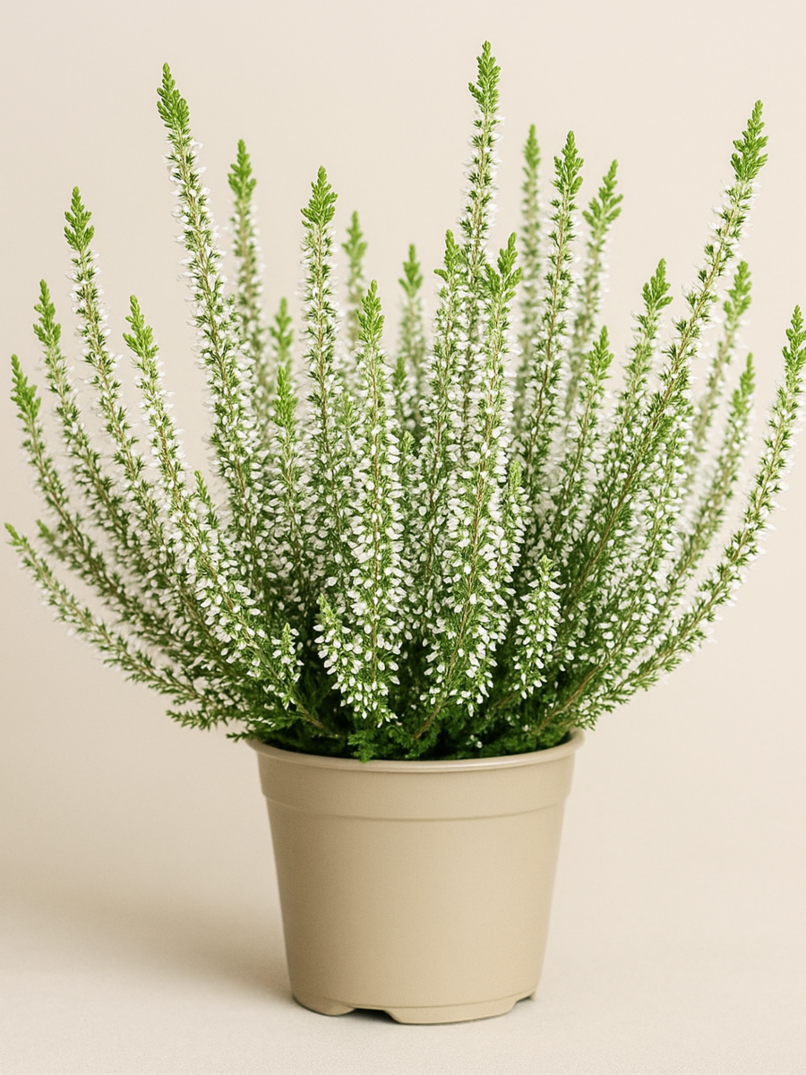 wrzos_biały_zielona_flora.webp.png