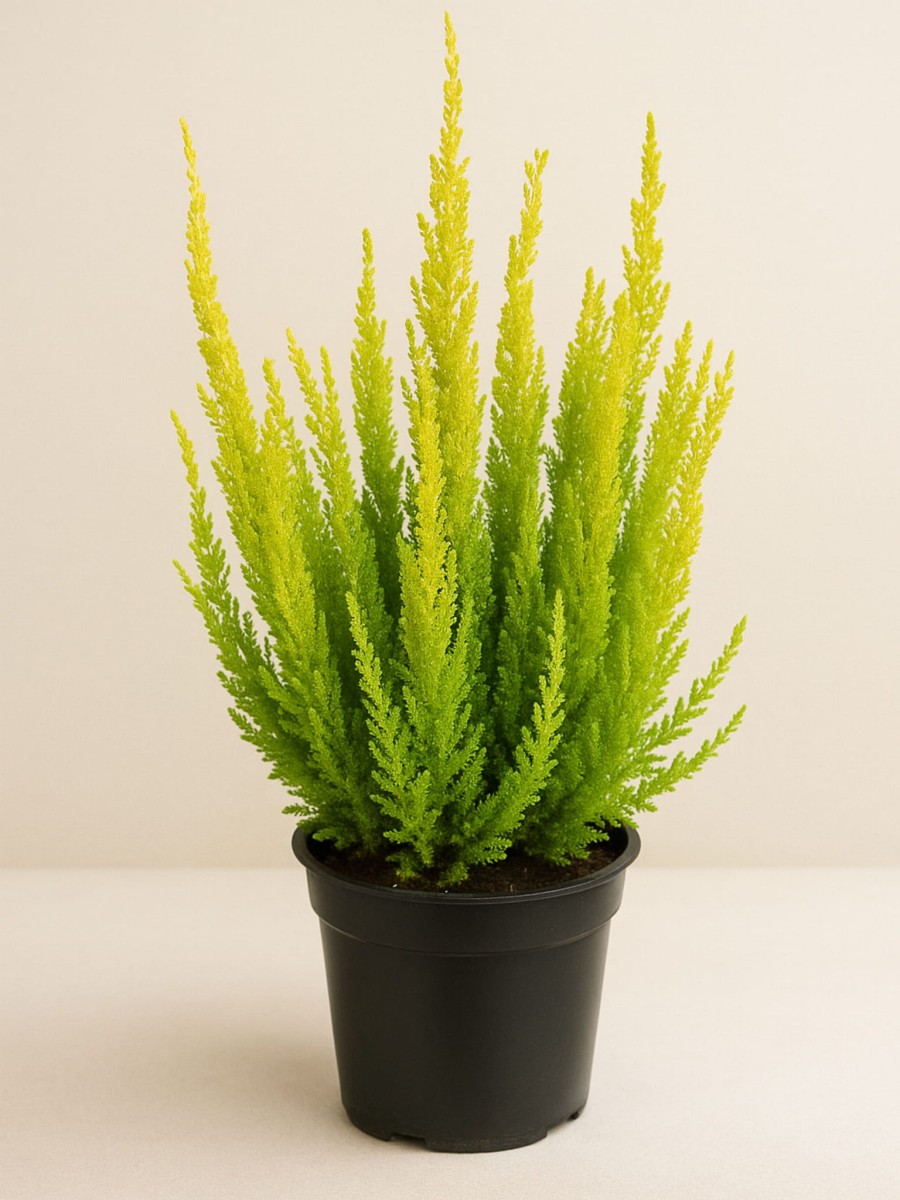 WRZOS POSPOLITY SKYLINE 'SYDNEY' - JASNY