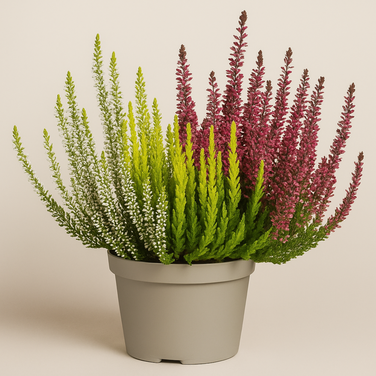 Wrzos Trójkolorowy Calluna vulgaris - trzy barwy w jednej doniczce.png