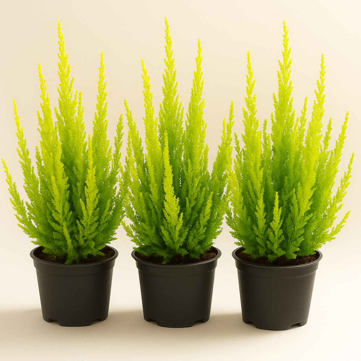 Wrzos Skyline Sydney – jasnozielony_2.png