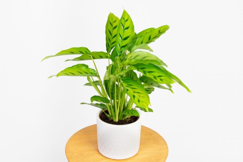 Calathea 'Leopardina' (Kalatea) | Sklep z Rolinami - Zielona Flora