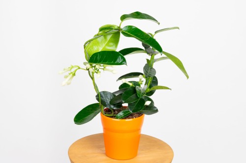 pilea variegata 4" Pilea peperomioides variegated 'Mojito'  Canopy Plant Co