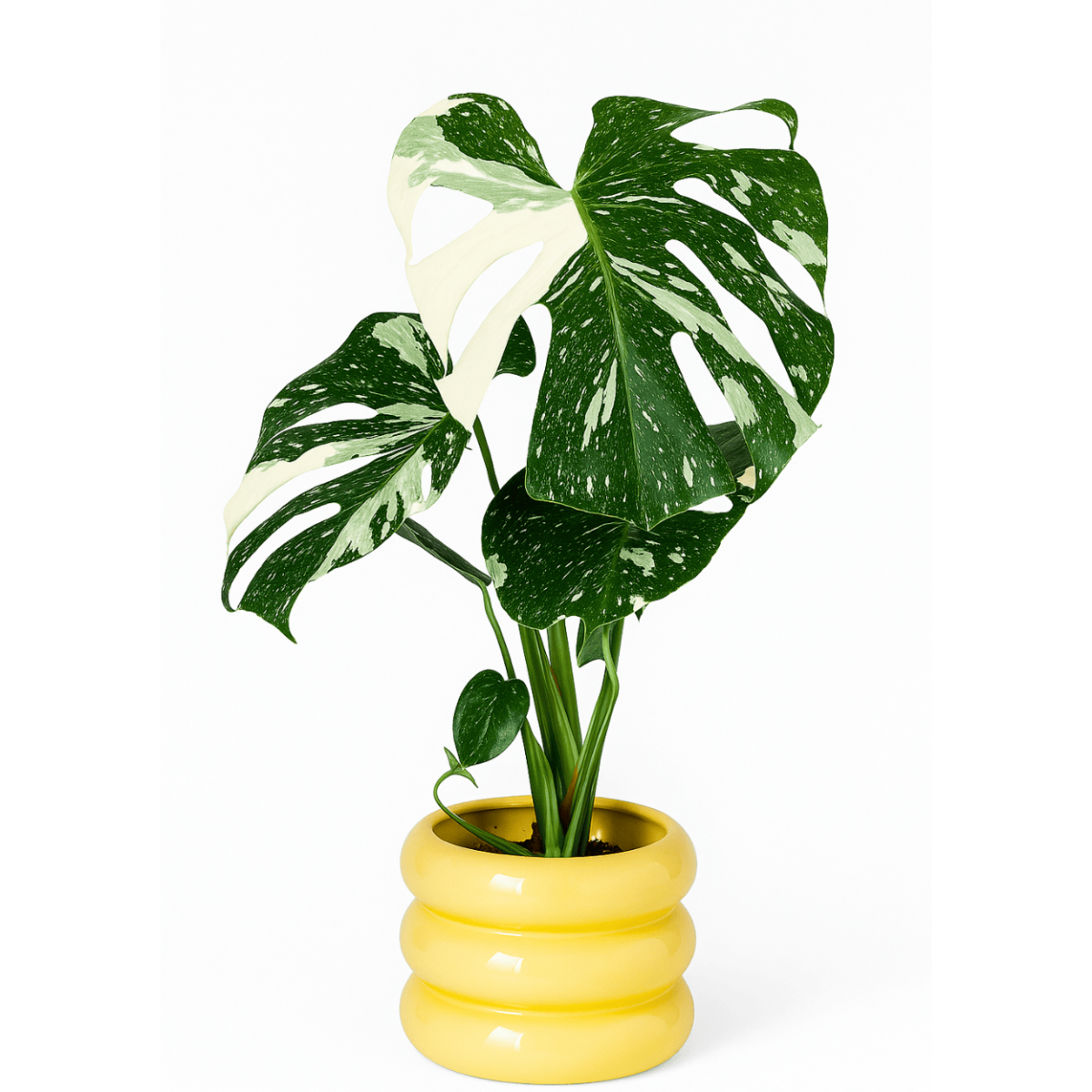 Monstera deliciosa Variegata – Kolekcjonerska roślina o biało-zielonych liściach.png