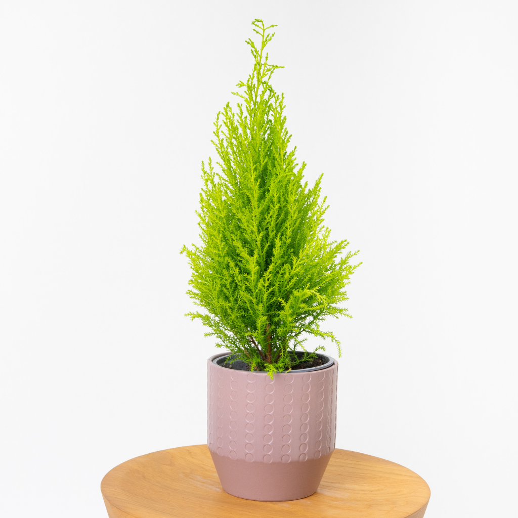 Cyprys 'Goldcrest Wilma' (Cupressus macrocarpa) w ujęciu z boku