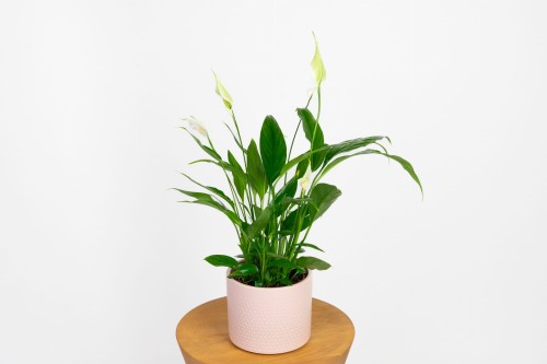 Skrzydłokwiat 'Spathiphyllum'