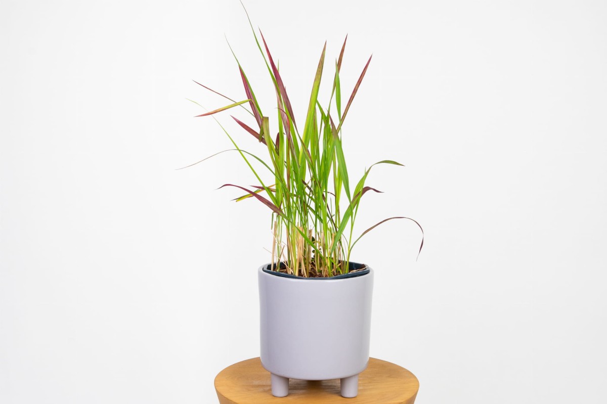 Imperata Red Baron (Imperata cylindrica) w doniczce Ø14 cm: młoda kępa zielonych źdźbeł z czerwonymi końcówkami, w osłonce stylizacyjnej
