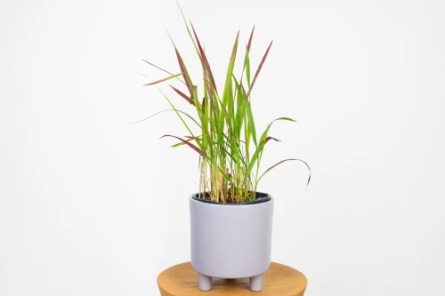 Imperata Red Baron (Imperata cylindrica 'Red Baron') - czerwona trawa ozdobna