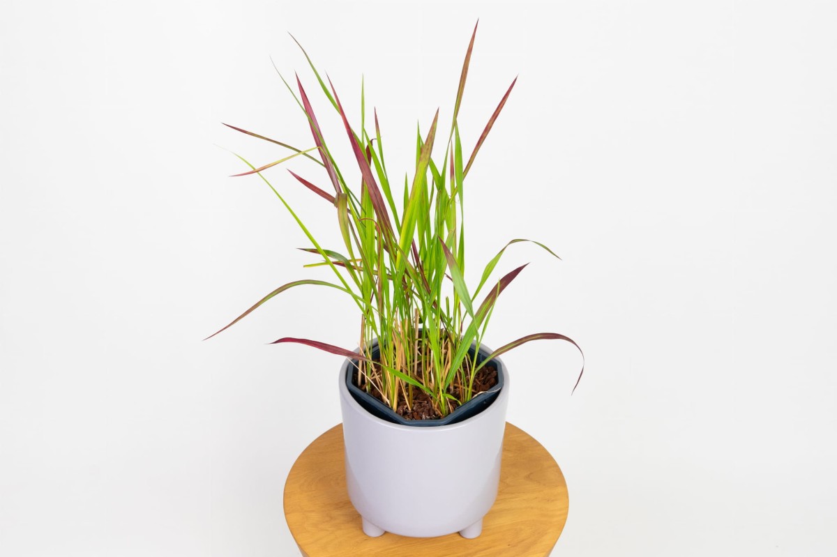 Czerwona trawa ozdobna Imperata cylindrica 'Red Baron' widziana z góry, wzniesione i lekko wygięte źdźbła