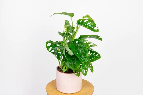 Monstera 'Monkey Mask' (Monstera adansonii) - monstera małpka