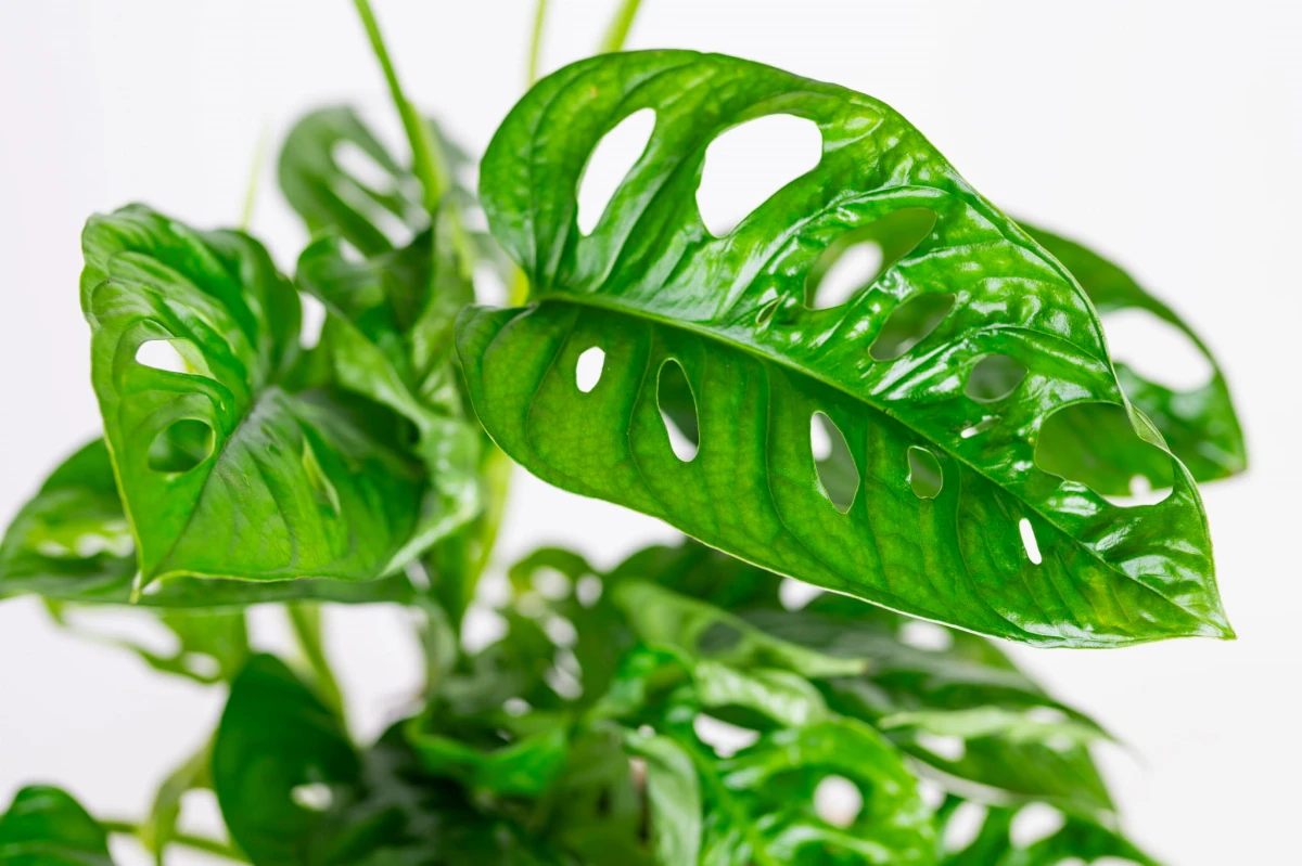 Liście monstery Monkey Mask (Monstera adansonii) z owalnymi dziurami wzdłuż nerwu
