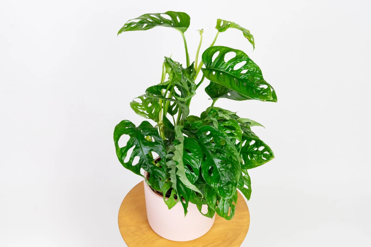 Monstera małpka (Monstera adansonii 'Monkey Mask'), zwarta kępa pędów w doniczce