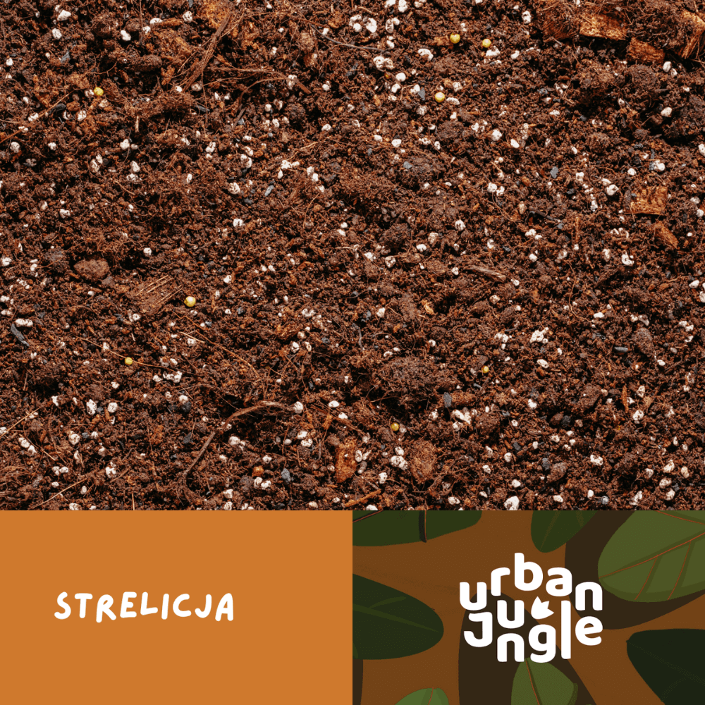 przesadzanie-strelicji-podloze.png