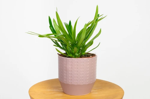 Palma Madagaskaru (Pachypodium lamerei) - palma madagaskarska