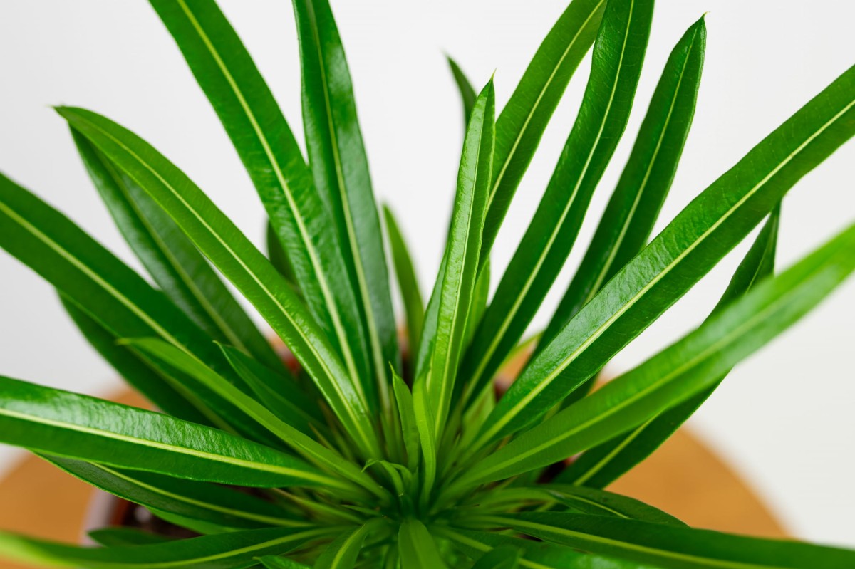 Zbliżenie długich, wąskich liści palmy Madagaskaru (Pachypodium lamerei) z jasnym nerwem środkowym