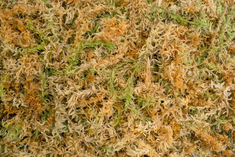 pol_pl_Besgrow-Mech-torfowiec-Sphagnum-Spagmoss-Classic-150G-12L-7046_1.webp
