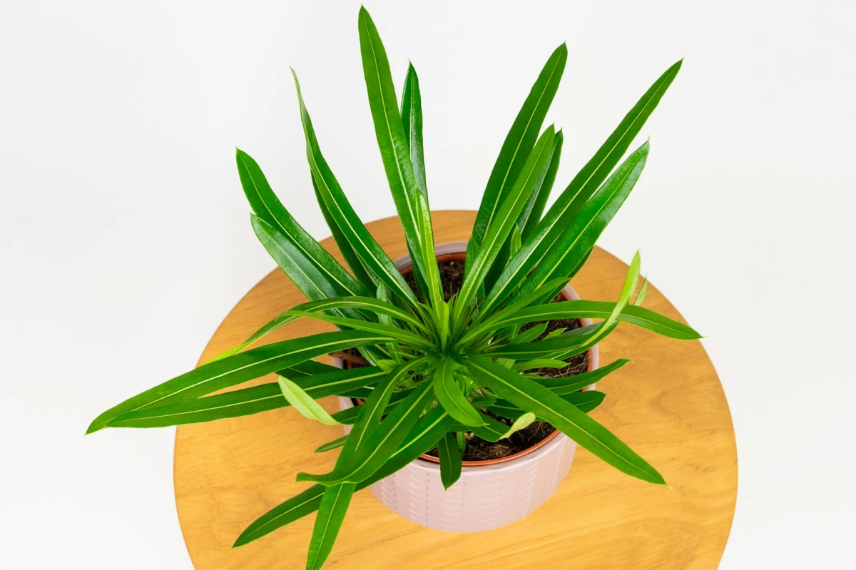 Palma Madagaskaru (Pachypodium lamerei) widziana z góry, promienista rozeta liści na szczycie pnia