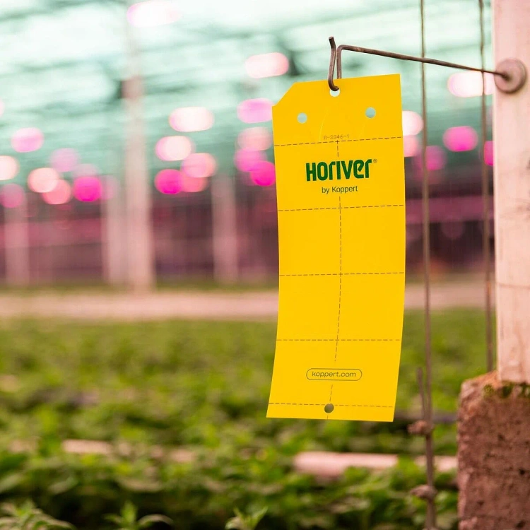 pol_pl_Horiver-Wetstick-Zolta-Pulapka-lepowa-na-maczliki-wciornastki-ziemiorki-i-miniarki-10szt-7458_2.webp