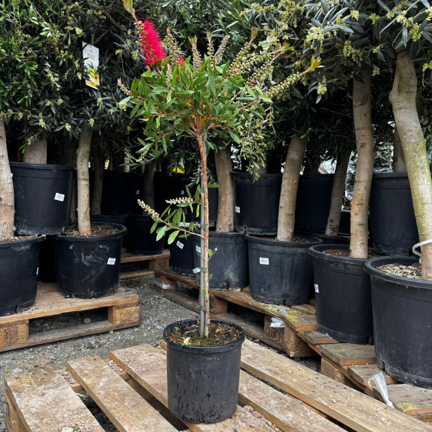 kuflik cytrynowy na pniu D17.png