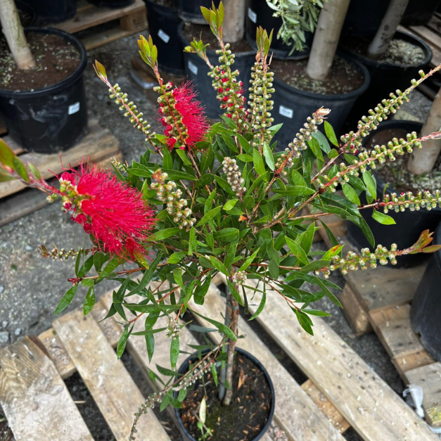 kuflik cytrunowy roślina ogrodowa.png