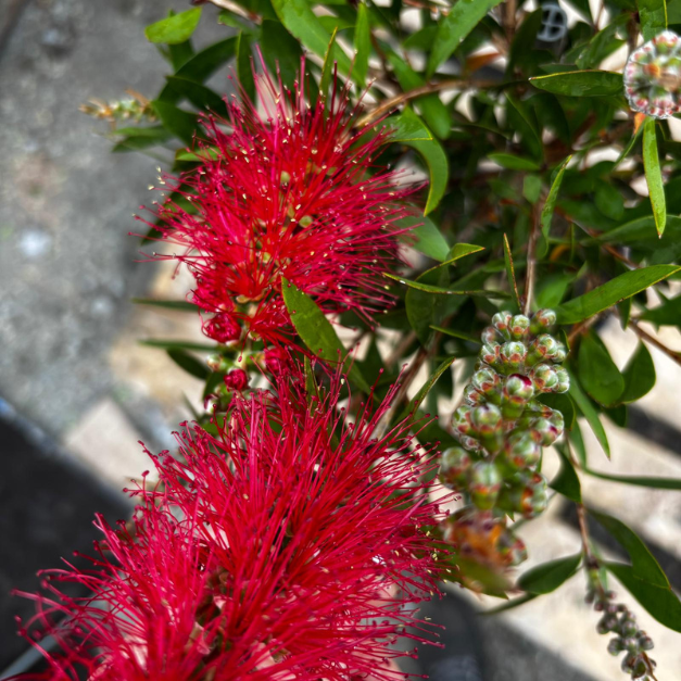 kuflik cytrynowy - duża roślina.png