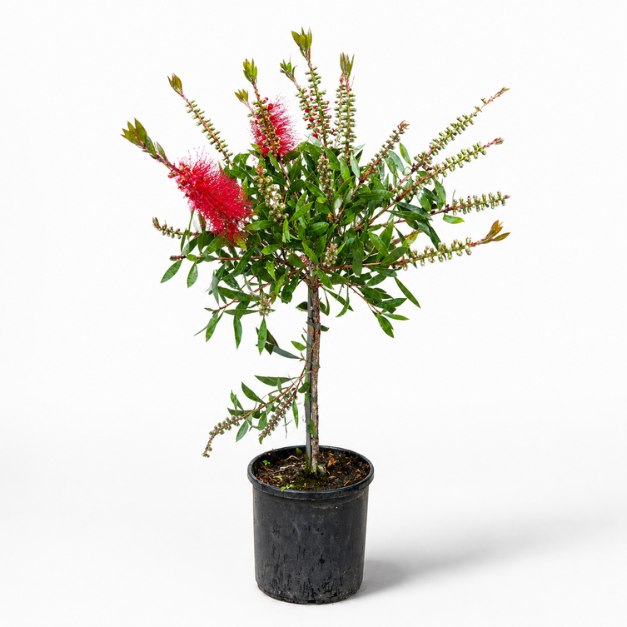 kuflik cytrynowy duży.png