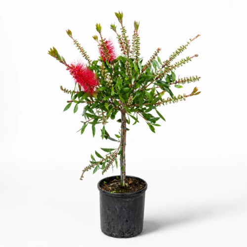 Kuflik cytrynowy na pniu, D17 60cm | Zielona Flora