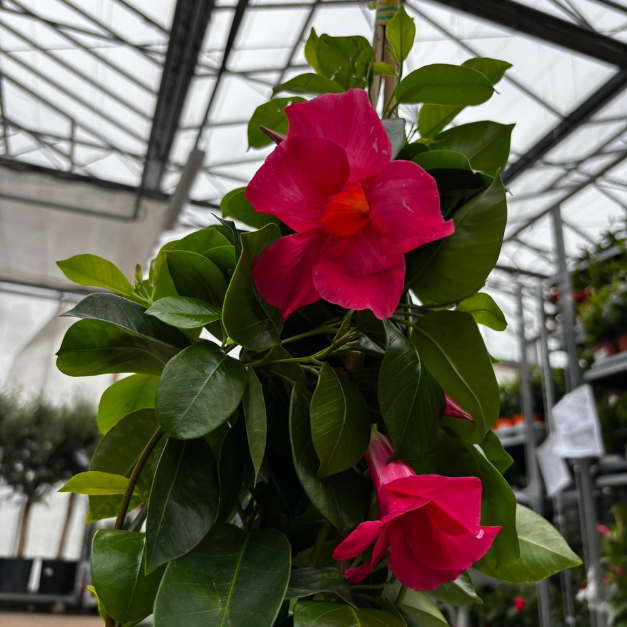 mandewilla-Cosmos-Pink-mandevilla-sanderi-roslina-balkonowa