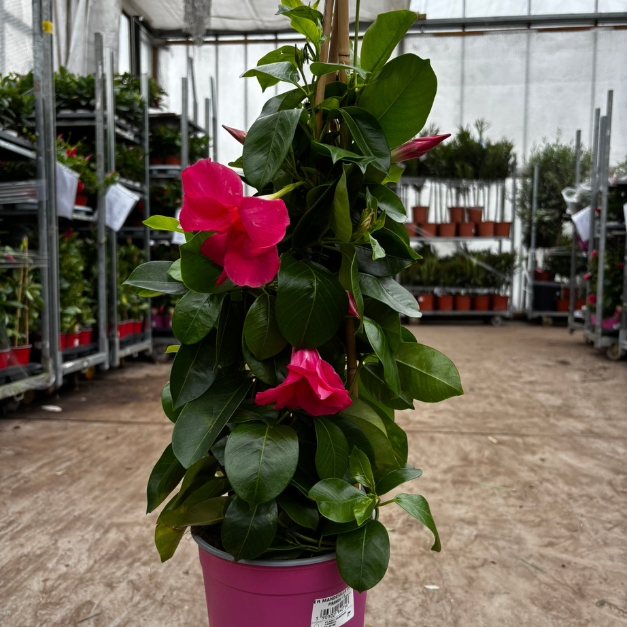 mandewilla-Cosmos-Pink-mandevilla-sanderi-1