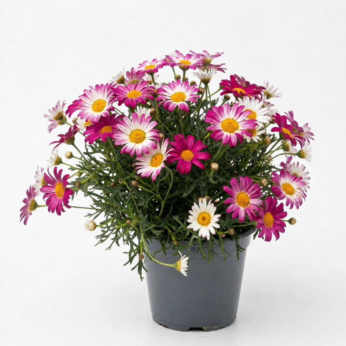 Margaretka różowa - Argyranthemum frutescens 'Madeira Pink'