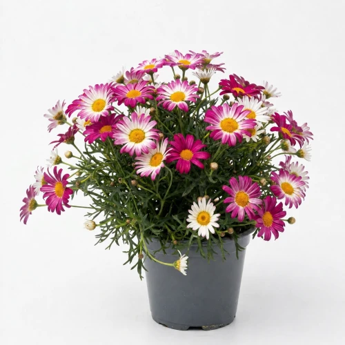 Margaretka różowa - Argyranthemum frutescens 'Madeira Pink'